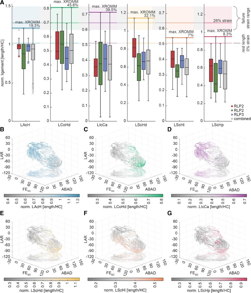 Optimised ligament lengths across the joint mobility and comparison with measurements from dissections. Data points are colour-coded according to the respective ligament and their magnitude