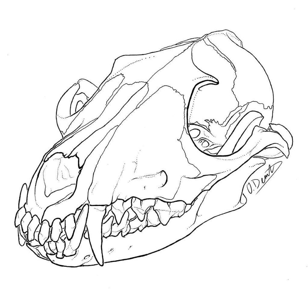 Red fox (Vulpes vulpes) skull drawing in 3/4 view. Ink on paper.