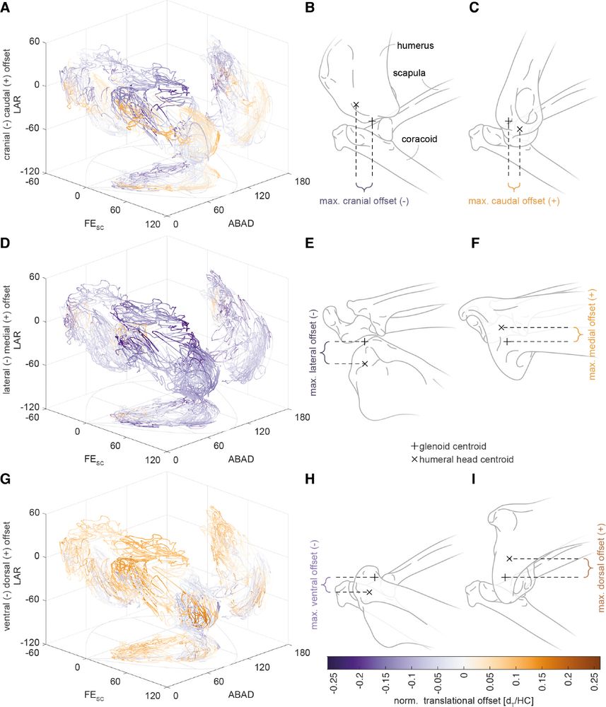 Joint translations within the shoulder joint of the Red legged partridge. Individual panels show the translational offsets in the cardinal axes. Cranio-caudal on the tip, medio-lateral in the middle and dorso-ventral at the bottom