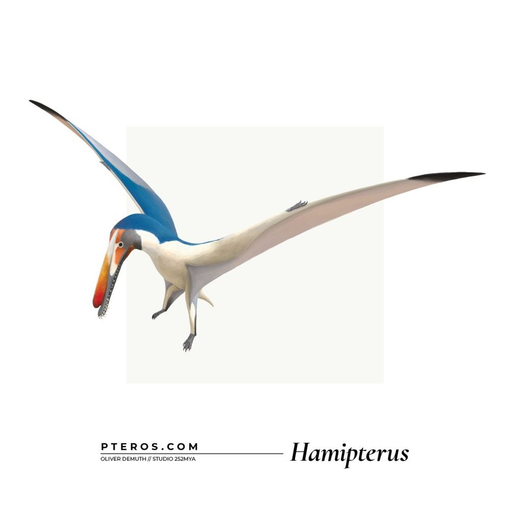 Illustration of the pterosaur Hamipterus for pteros.com