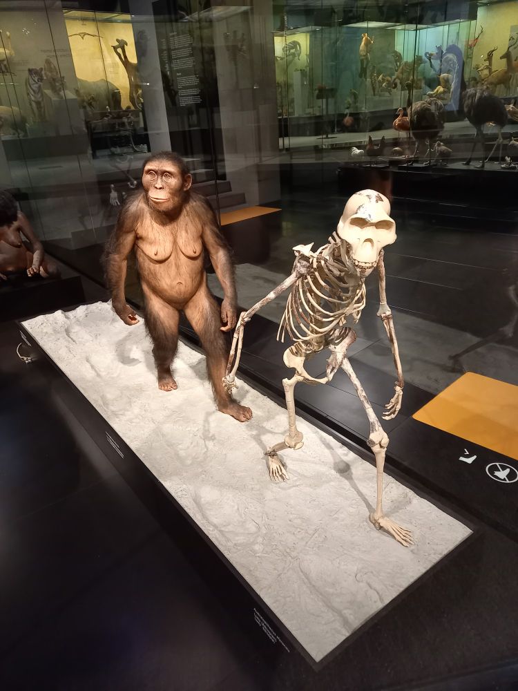 Skeleton and life reconstruction of famous Lucy specimen (Australopithecus afarensis) walking on a cast of the Laetoli footprints on display at the NMZ