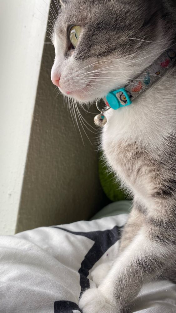 Silly kitty looking out a window with her tongue sticking out of her mouth 