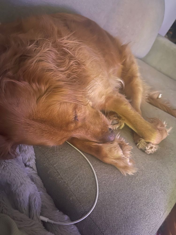 Pretzel dreaming puppy dog dreams 