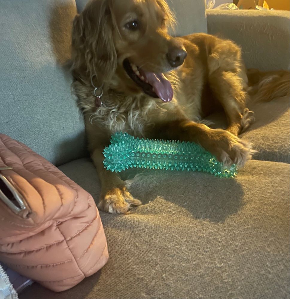 Pretzel with her spikey bone…