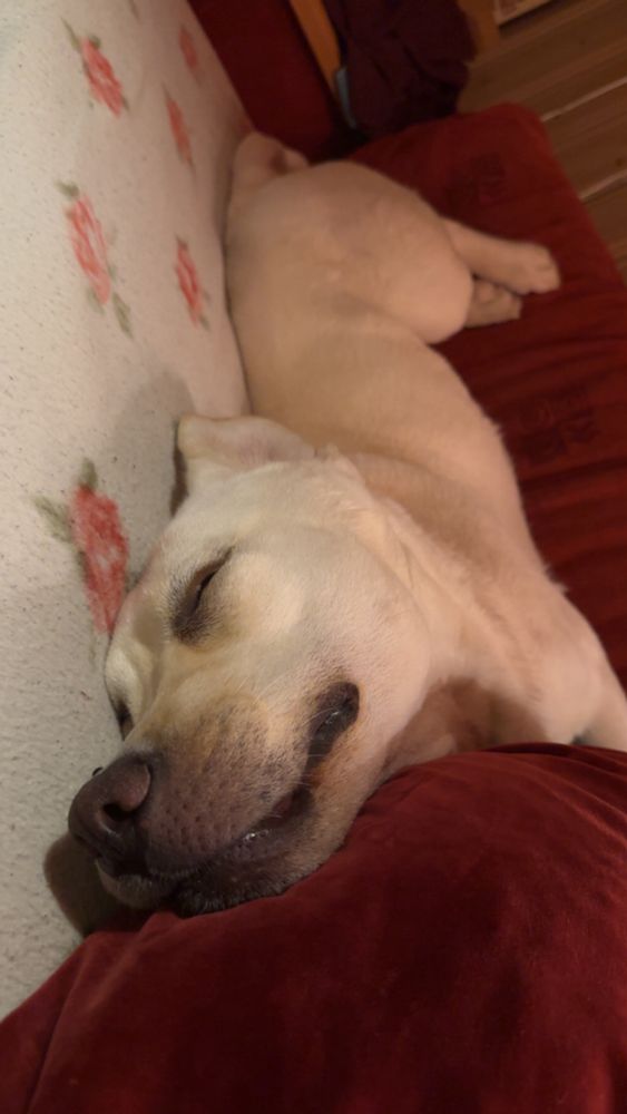 Bilde av hunden som slanger seg på sofaen