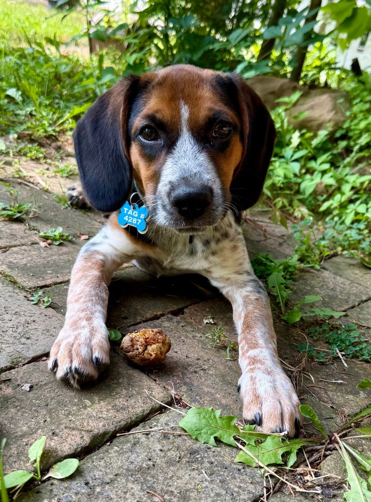 A puppy who looks like a beagle dipped into a vat of cattle dog up to his belly lays on the ground looking adorably at the camera. 