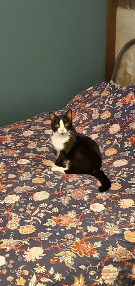 My tuxedo cat Beef looking confused but determined on a freshly made bed 