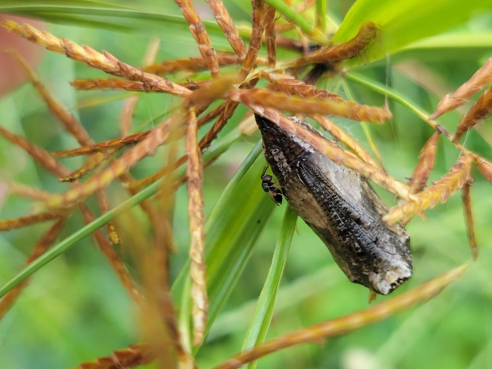 a brown chrysalis attached to some seeds with a tiny wasp on the side. the chrysalis is about an inch long.