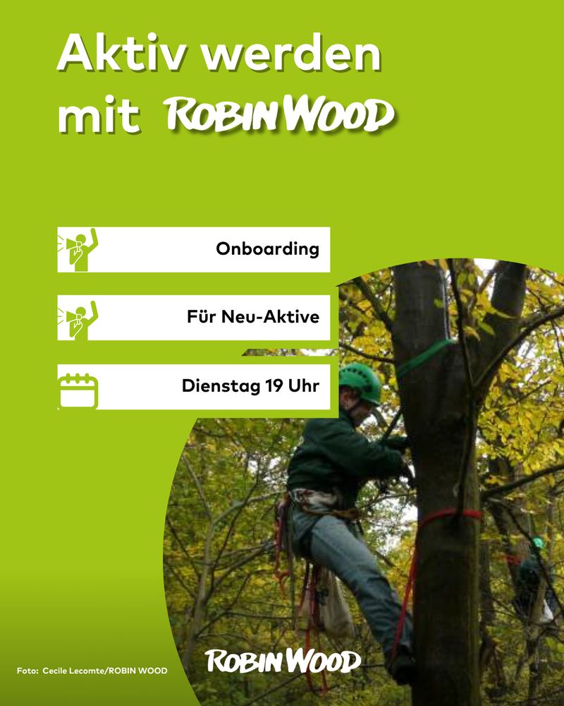 Foto mit Kletterli am Baum + Text: Aktiv werden mit ROBIN WOOD