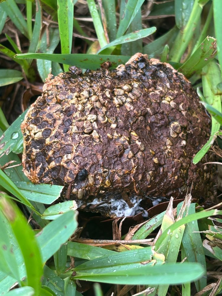 Yay! A big ugly brown mushroom. 