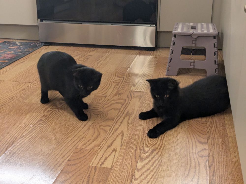 Luna and Leo, crouching on a kitchen floor z looking at a toy that's off camera.