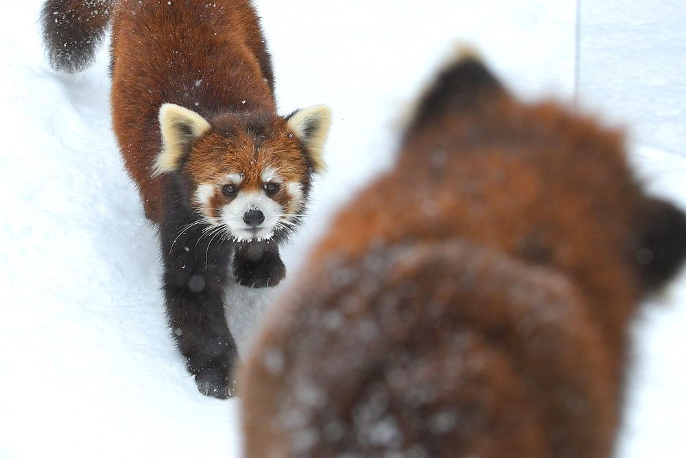 You You(友友) in the moat and Tochi(栃) on the bridge