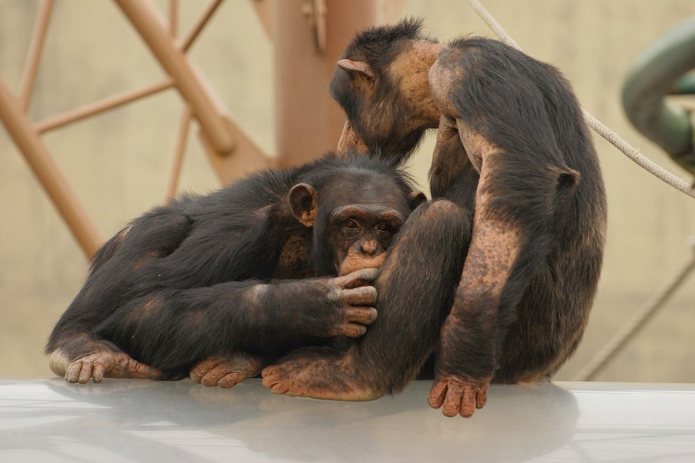 The chimpanzees Takeru(タケル) and Pisuke(ピースケ) at Asahiyama zoo
