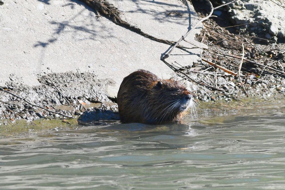 Nutria