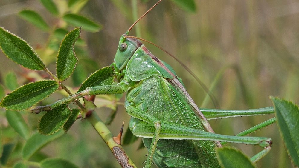 Portrait en gros plan d'une grande sauterelle verte (tettigonia viridissima) sur une branche d'églantier.