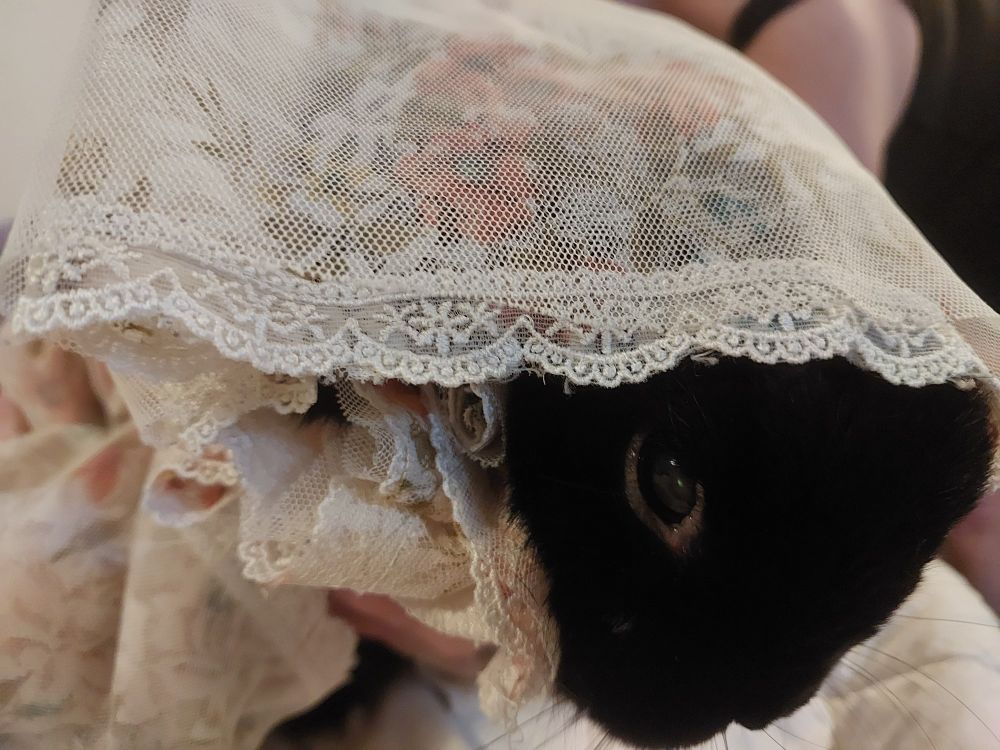 bunny slightly lifted up to camera by a pale hand under his paws. his eyes are a little more alert now.