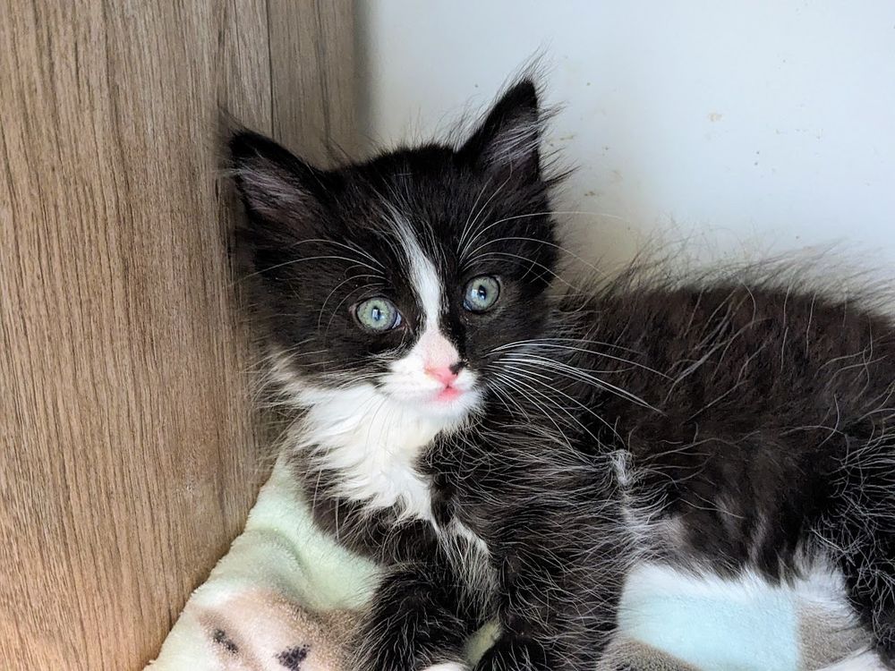 tiny baby Ripley laying in a cubby with blankets