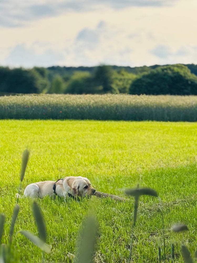 Man sieht einen Labrador auf einer großen Wiese, der zufrieden an einem Stock kaut. Im Hintergrund sieht man ein Getreidefeld. 