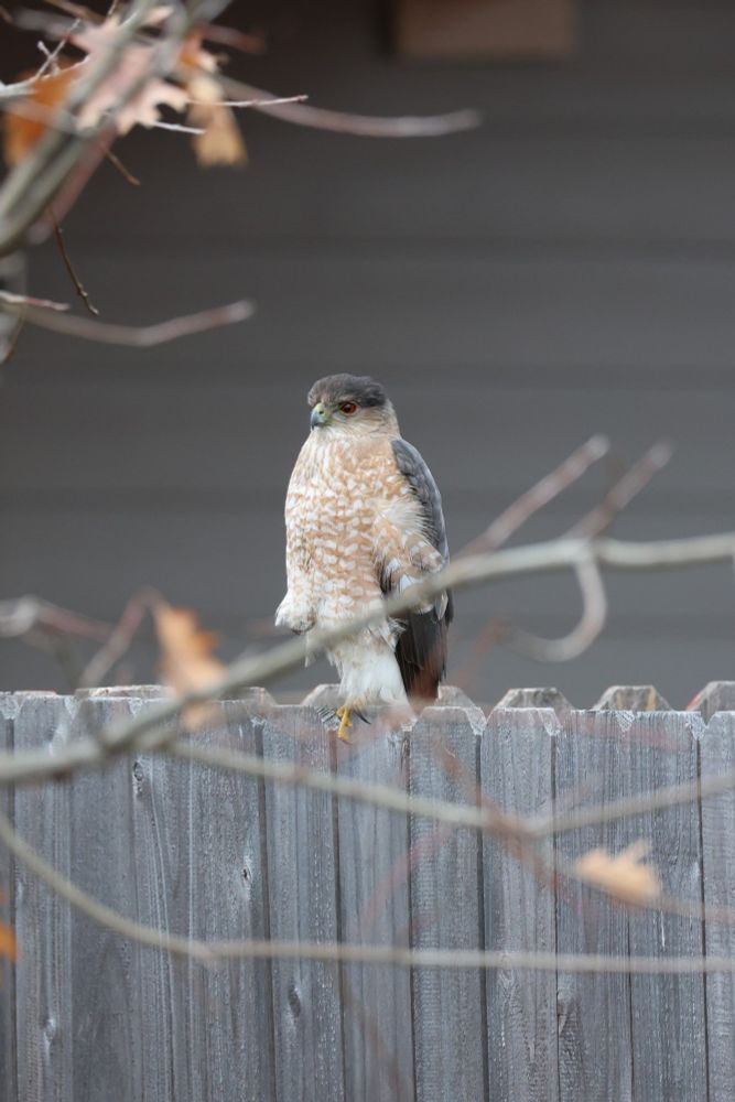 Coopers hawk perched on a fence, one foot up.