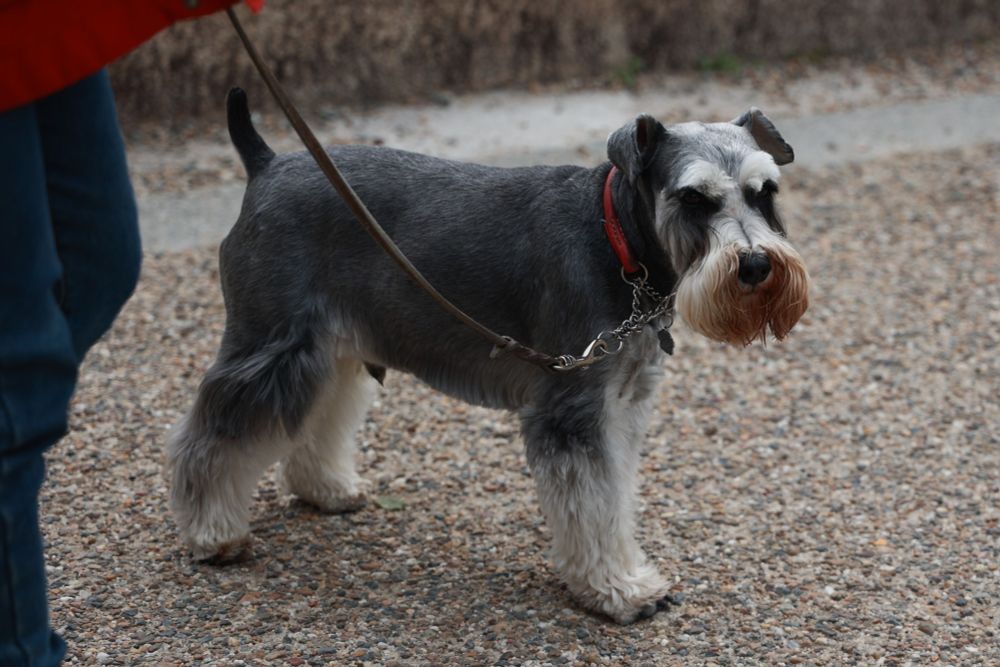 A schnauzer on a leash