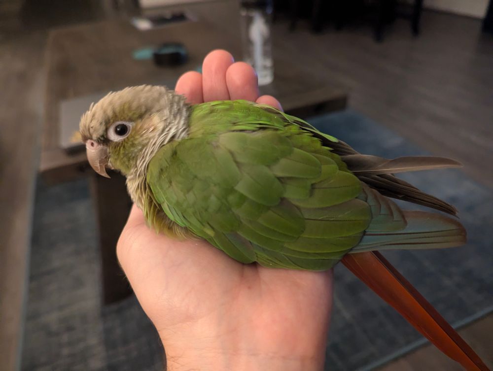Green cheeked conure resting in a palm
