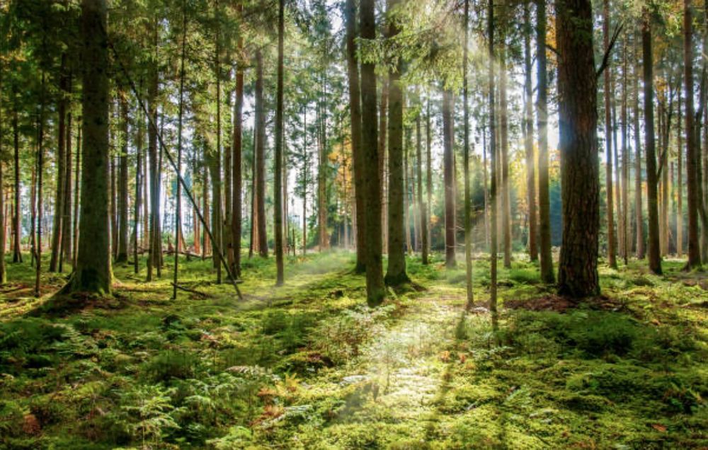 Sunlight through forest trees