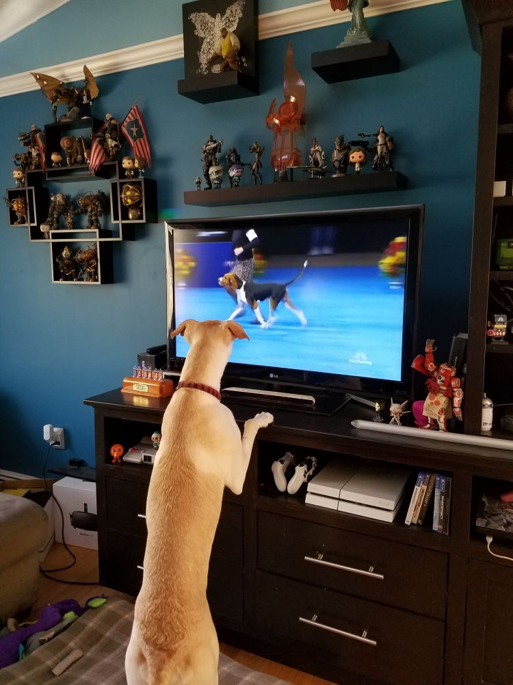A photo of a young Kima standing on the entertainment system watching the dog show