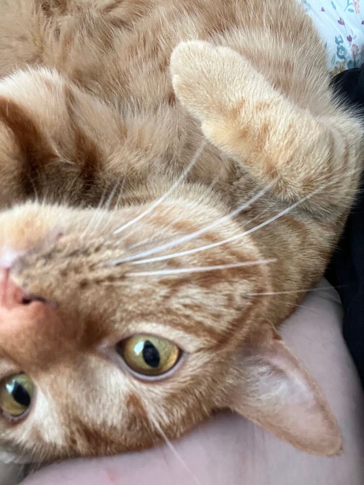 Cheddar, the orange tabby, laying on his back looking up at the camera 