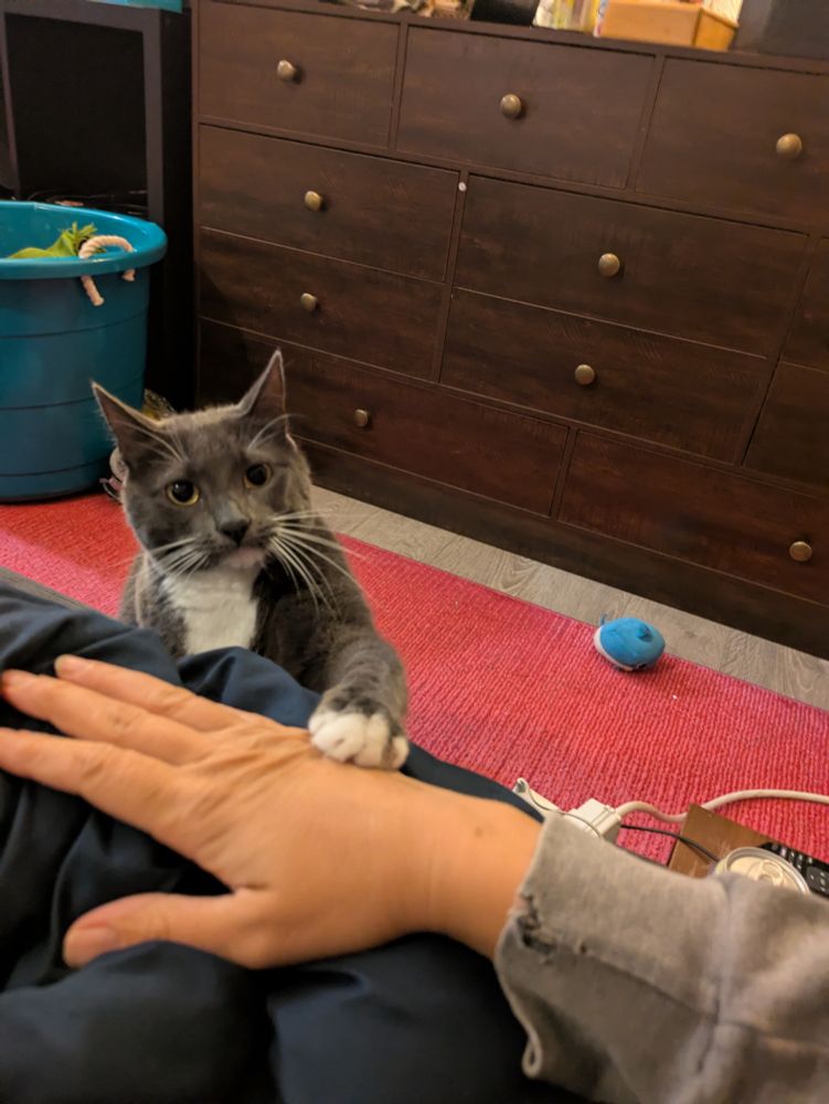 Photo of pasta the cat, a gray cat with white tuxedo markings, in my bedroom. She is pawing at my right hand because she wants me to pet her. Behind her is a wooden dresser and red carpet. 