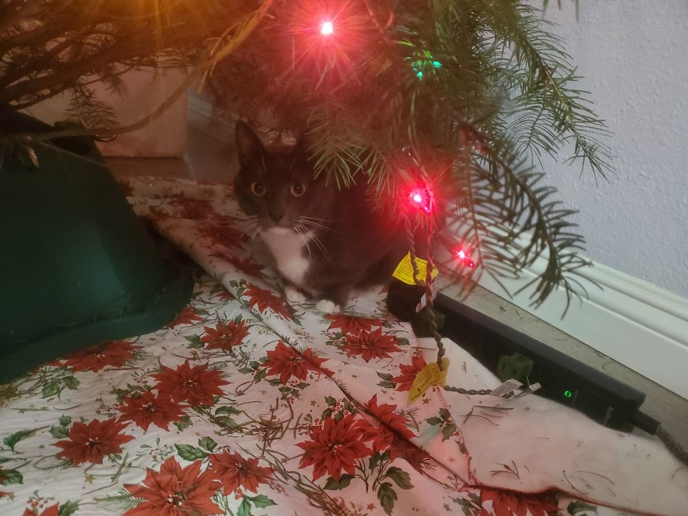 Pasta, a grey cat with white tuxedo markings, huddled under a Christmas tree. Tree has some Christmas lights and is on top of a white cloth with a red poinsettia pattern 