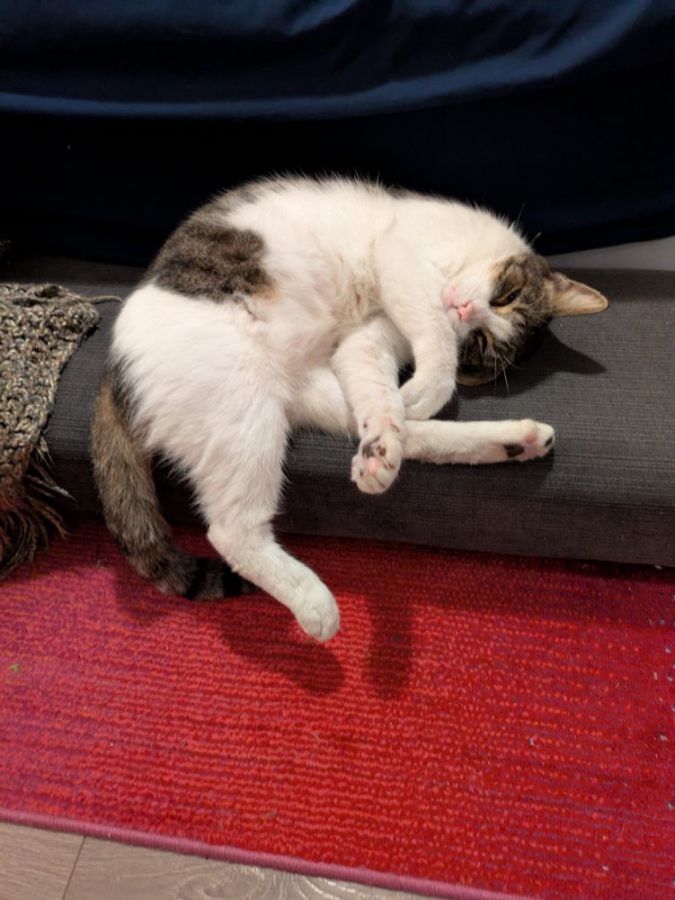 Photo of Third Cat, a white and gray tabby cat, laying on the edge of a low-to-the-ground bed frame. He is kind of curled up on his side with three of his legs intertwined and his fourth leg dangling off the side. He looks very comfortable. He also looks like a big dummy.