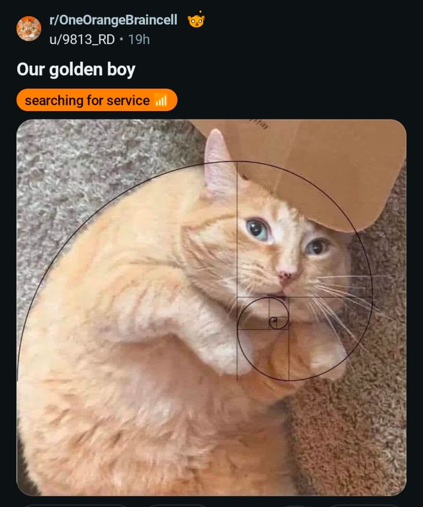 Screenshot from reddit

r/OneOrangeBraincell
u/9813_RD 19h

Title: Our golden boy
tag: searching for service 📶

Photo of an orange cat laying on a carpet. His front paws are tucked up by his face. He has a slightly derpy expression. There's a piece of cardboard on his head. Someone has drawn the golden ratio spiral over him and it fits really, really well