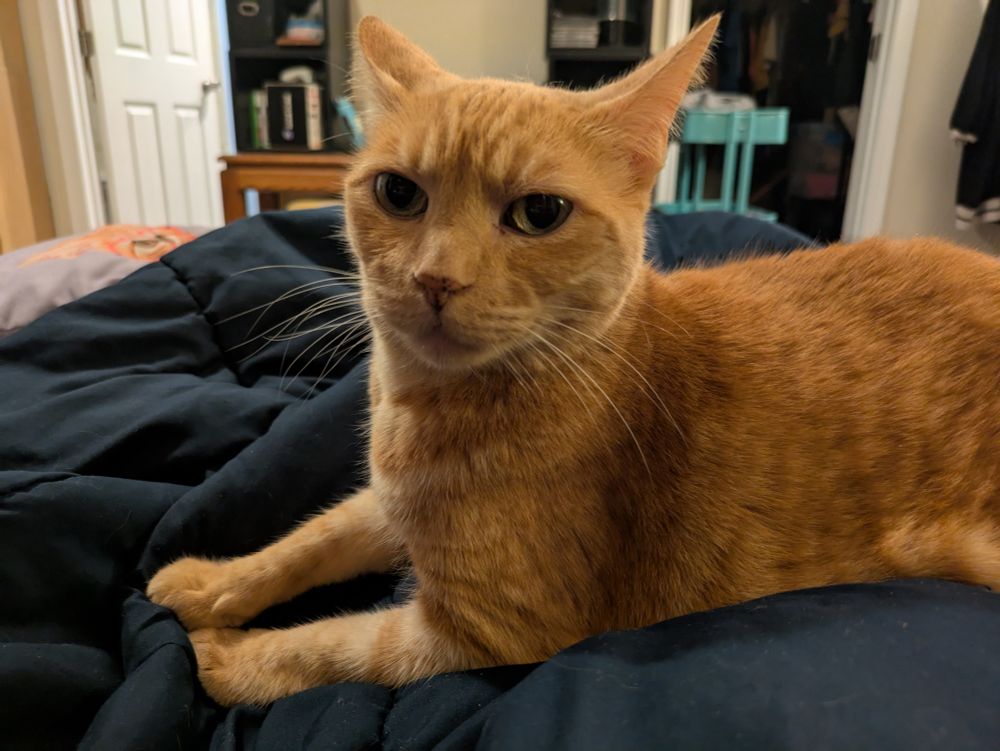Photo of Olive, an orange tabby cat, laying on my lap which is covered by a dark blue blanket. Her front paws are outstretched and she is looking at the camera. Her ears are slightly back. 