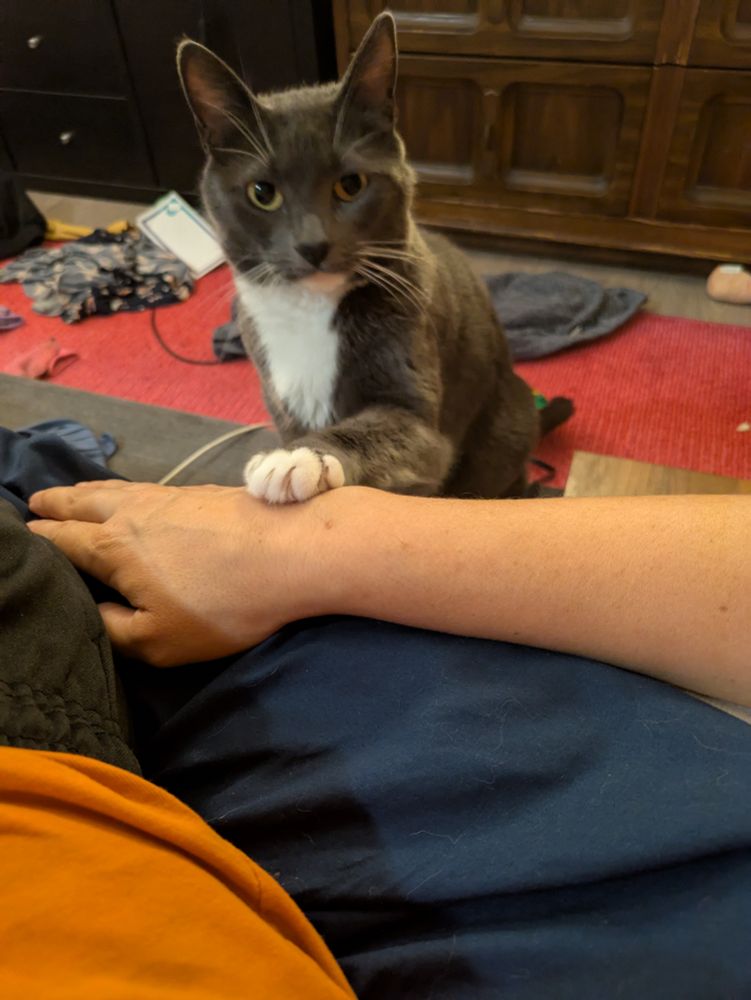 Photo of Pasta, A gray cat with white tuxedo markings, putting her paw on my hand and looking into the camera because she wants pets. Once again I'm asking you to ignore the mess in the background