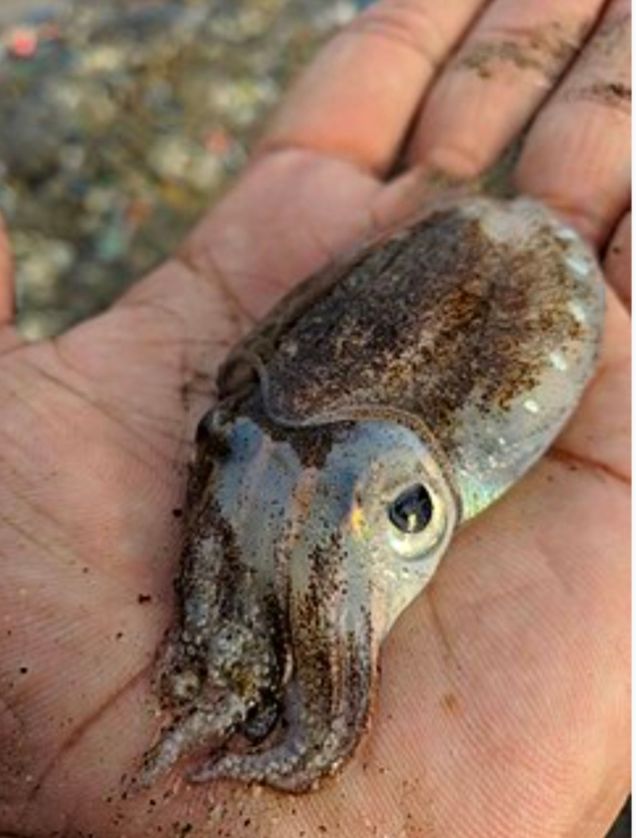 Photo of a cuttlefish with a sort of pearlescent coloring sitting in the palm of some person's hand