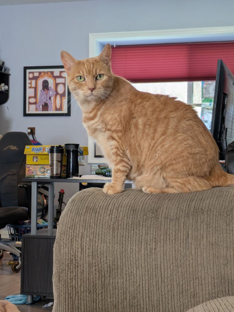 Photo of Olive, an orange tabby cat, sitting on the arm of a brown sofa and looking at me