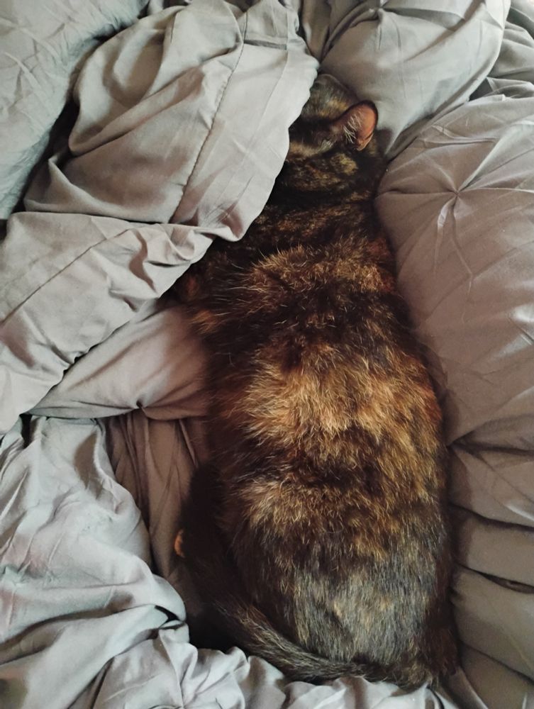 Tortie cat snoozing heavily on a big fluffy gray comforter 