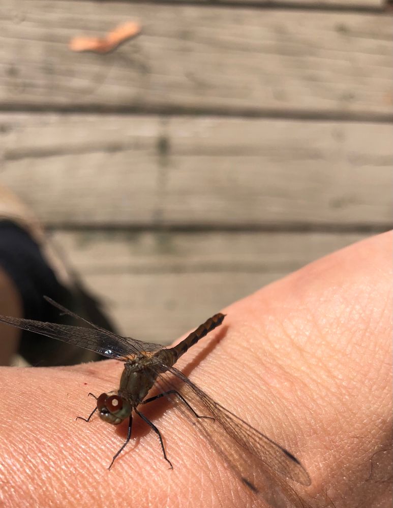 Dragonfly sitting on my arm