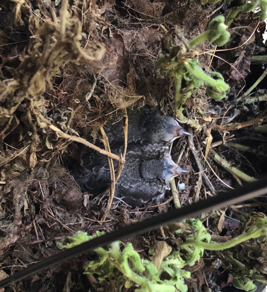 Two baby birds in a hanging basket 