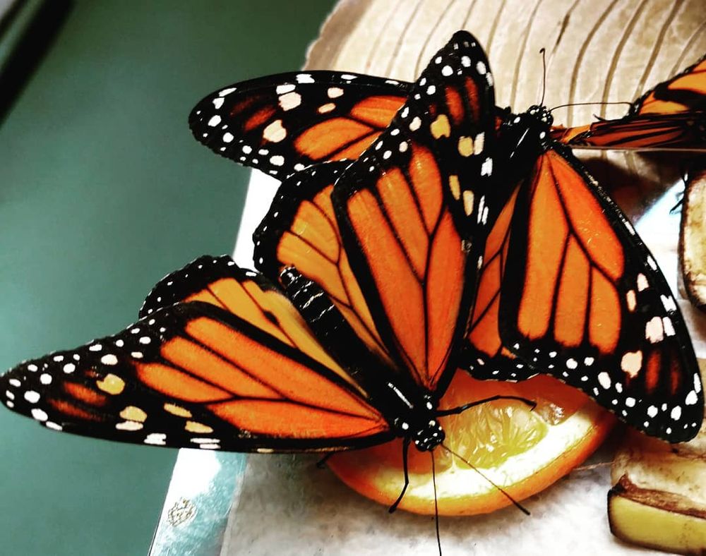 Image of Monarch butterflies eating a slice of orange. 