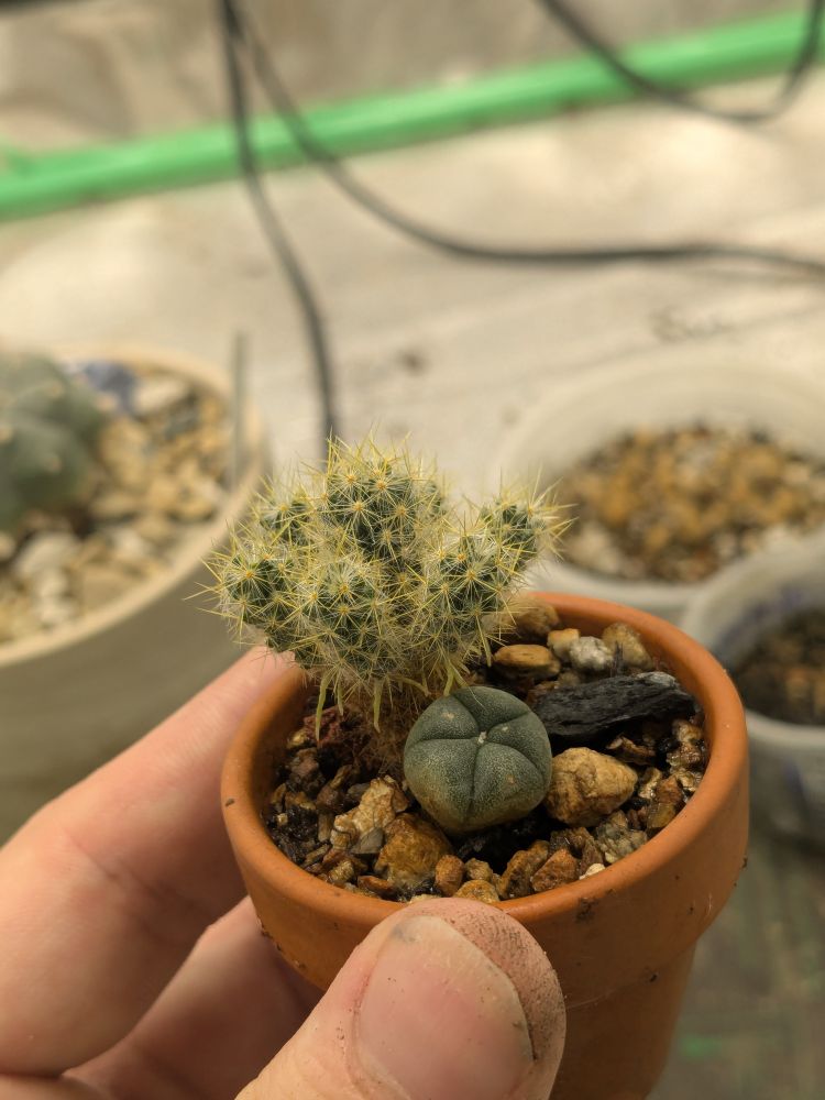 Three year old mystery cactus & Peyote (Lophophora williamsii) seedlings in 1" terracotta pot