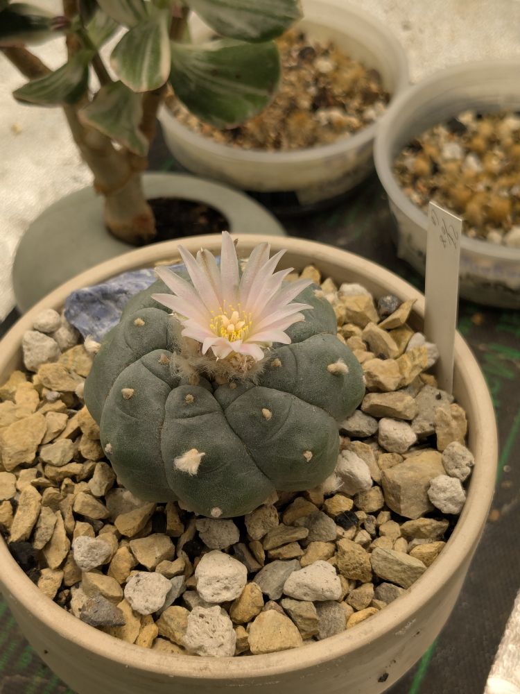 Lophophora williamsii flower with pinkish white petals & a yellow bloom
