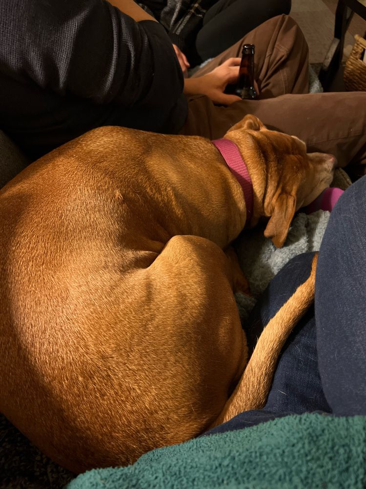 My stinky ass dog curled up on my leg