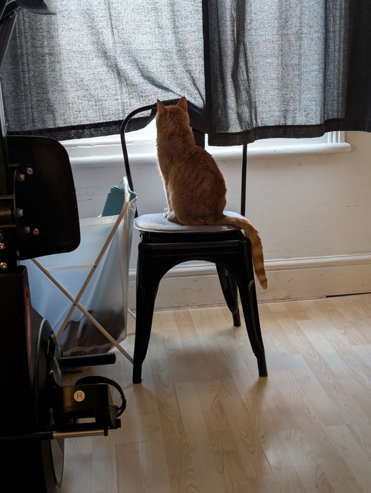 Mr Fedora the ginger cat 