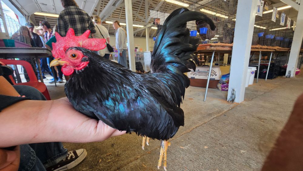 A tiny black year old serama rooster in the palm of someone hand in the poultry building at a county fair. His name is "Otto"