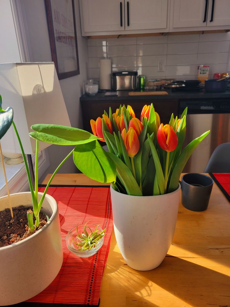 A small Monstera plant, an airplant in a small bowl of water and a bouquet of orange tulips in a vase are on a wooden kitchen table bathing in natural sunlight. There is also an empty cup of coffee and a lamp on the table.