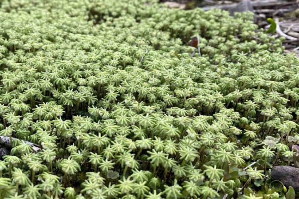 A Marchantia year – Urban liverworts in Edinburgh