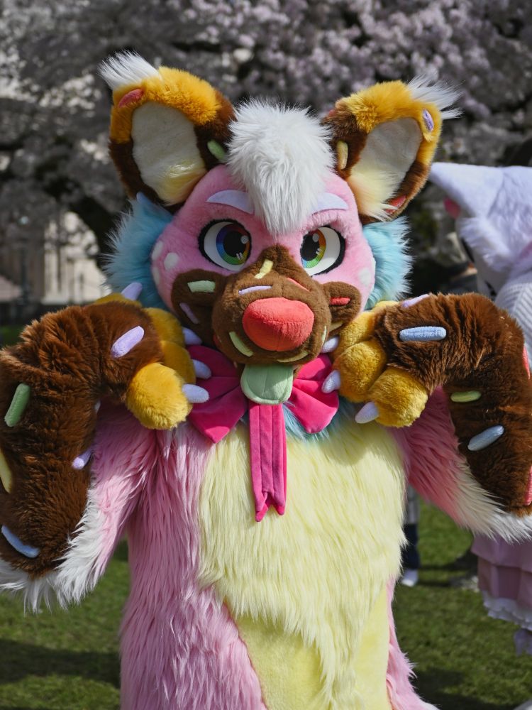 A fursuiter with a cupcake or donut themed fursuit