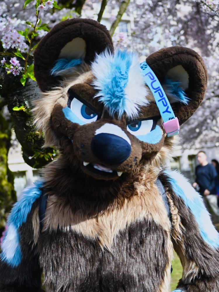 A hyena fursuiter with brown fur and blue accents