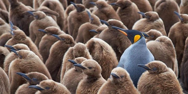 a blue and orange bird in a crowd of dull buff birds